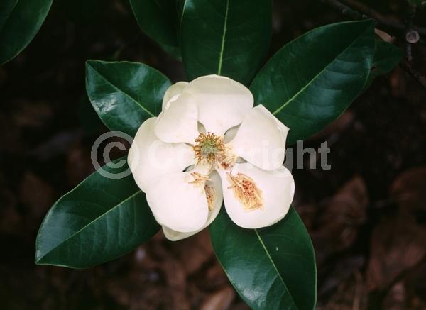 White blooms; Evergreen; Broadleaf