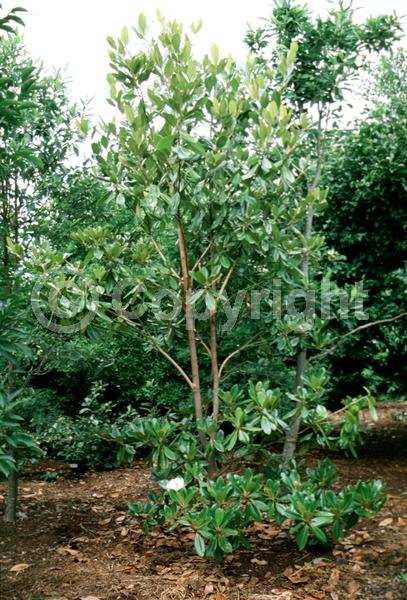 White blooms; Evergreen; Broadleaf