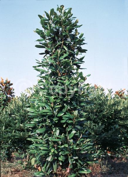 White blooms; Evergreen; Broadleaf