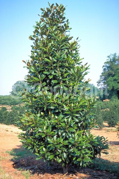 White blooms; Evergreen; Broadleaf