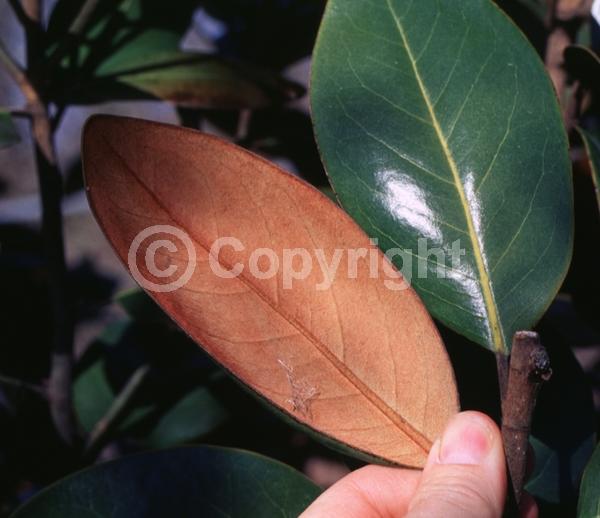White blooms; Evergreen; Broadleaf