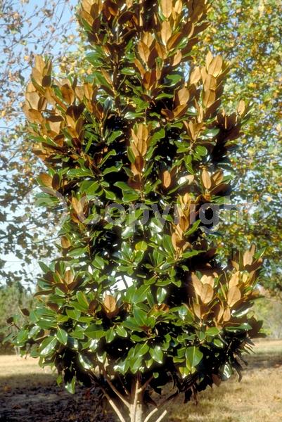White blooms; Evergreen; Broadleaf