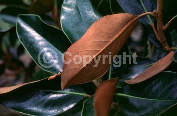 White blooms; Evergreen; Broadleaf