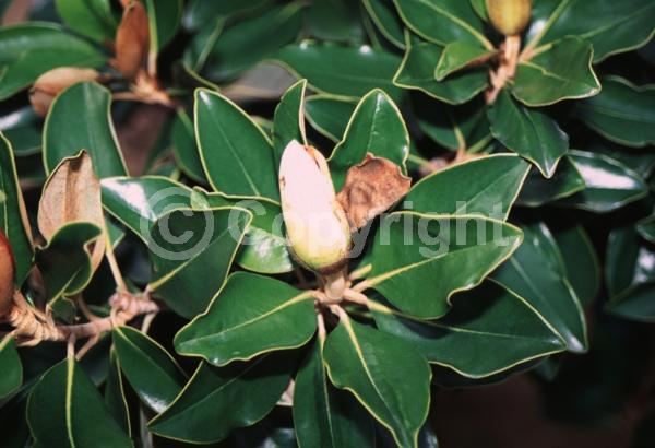 White blooms; Evergreen; Broadleaf