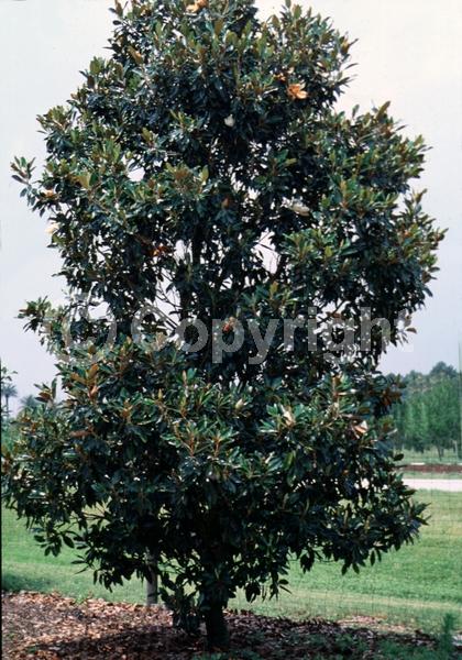 White blooms; Evergreen; Broadleaf