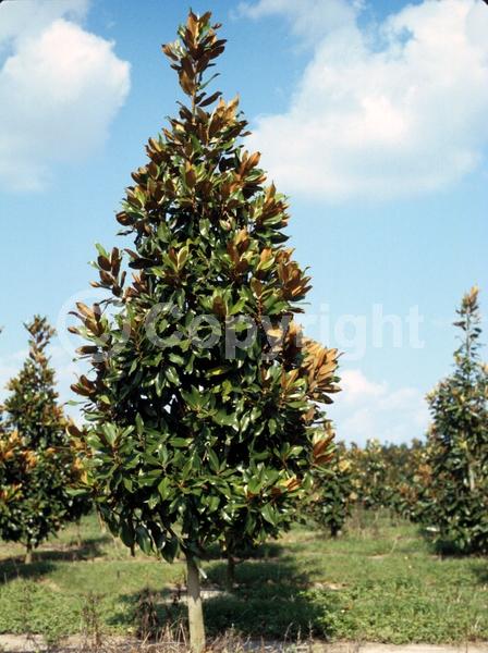 White blooms; Evergreen; Broadleaf