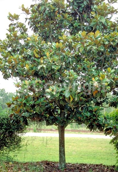 White blooms; Evergreen; Broadleaf