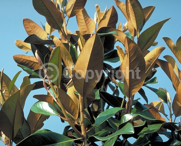 White blooms; Evergreen; Broadleaf