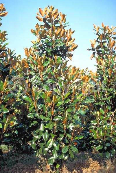 White blooms; Evergreen; Broadleaf