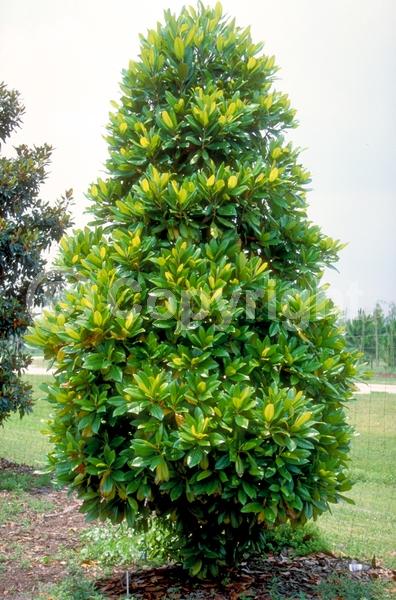 White blooms; Evergreen; Broadleaf