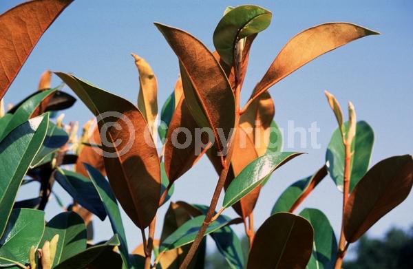 White blooms; Evergreen; Broadleaf