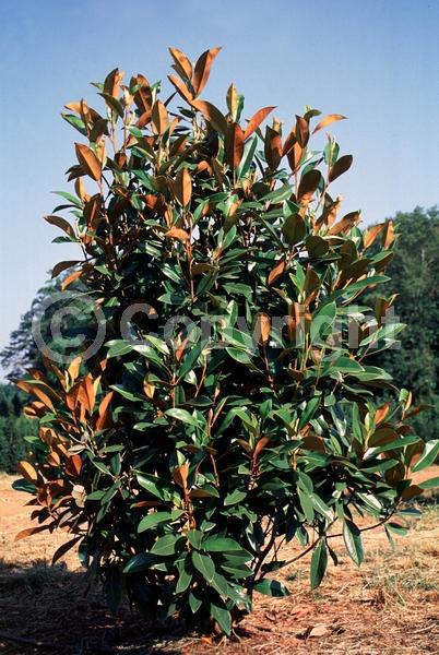 White blooms; Evergreen; Broadleaf