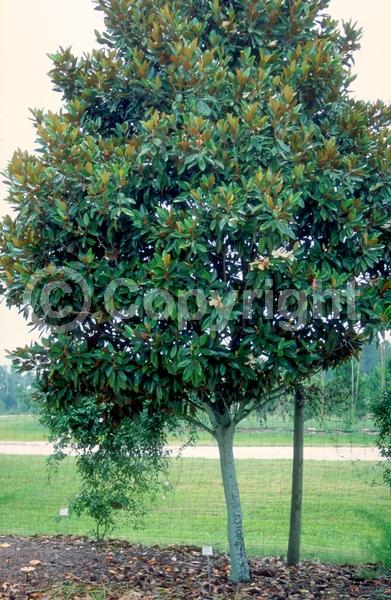 White blooms; Evergreen; Broadleaf