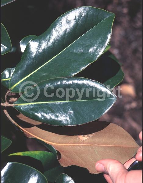 White blooms; Evergreen; Broadleaf