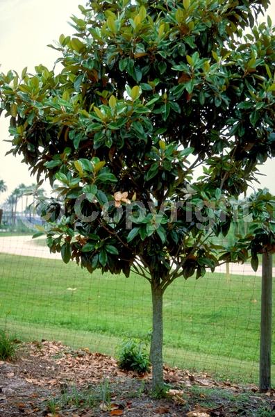 White blooms; Evergreen; Broadleaf