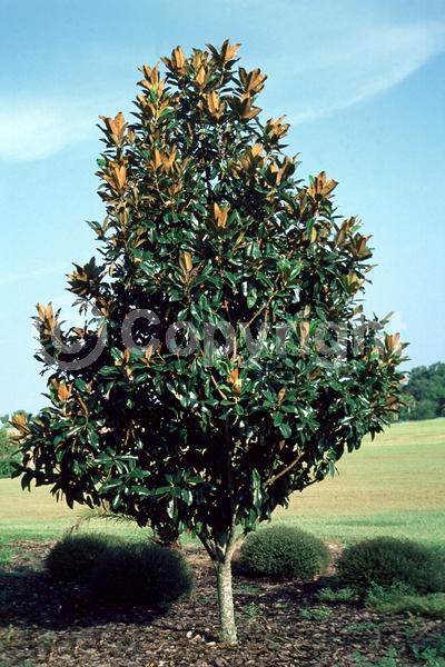 White blooms; Evergreen; Broadleaf