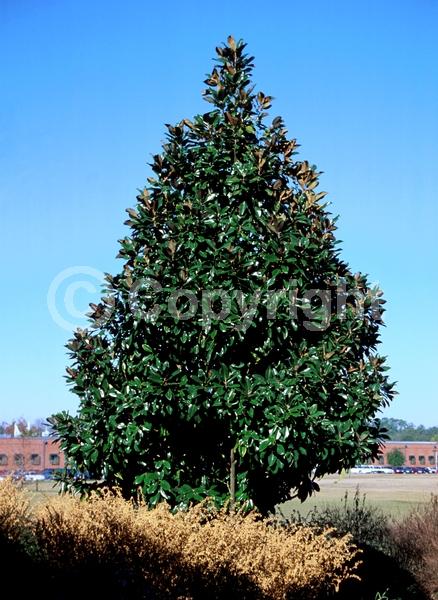 White blooms; Evergreen; Broadleaf