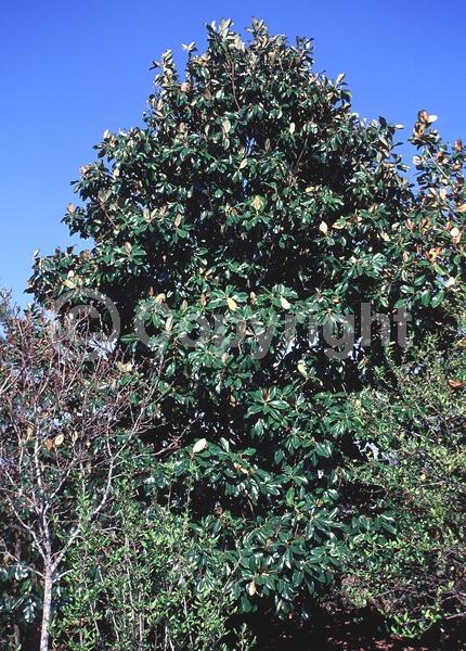 White blooms; Evergreen; Broadleaf