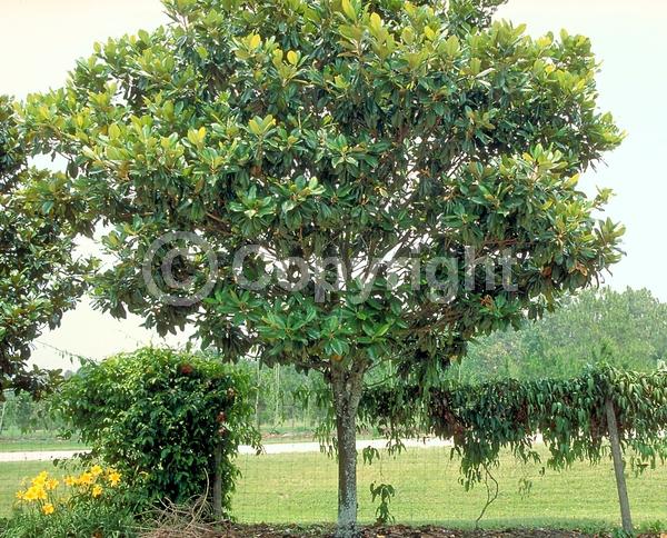 White blooms; Evergreen; Broadleaf