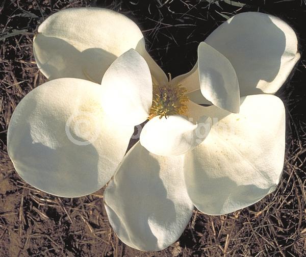 White blooms; Evergreen; Broadleaf