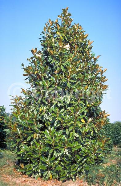 White blooms; Evergreen; Broadleaf