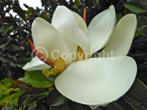 White blooms; Evergreen; Broadleaf; North American Native