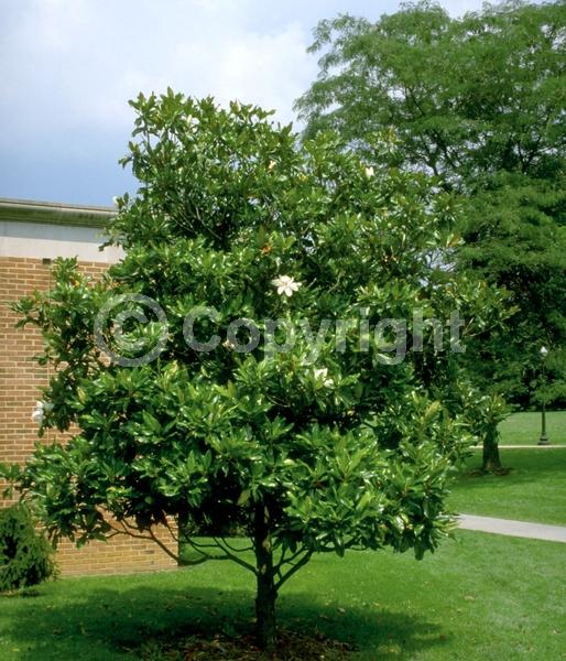 White blooms; Evergreen; Broadleaf; North American Native
