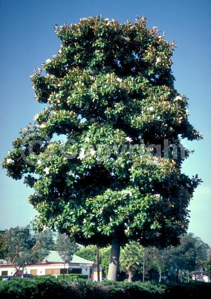 White blooms; Evergreen; Broadleaf; North American Native