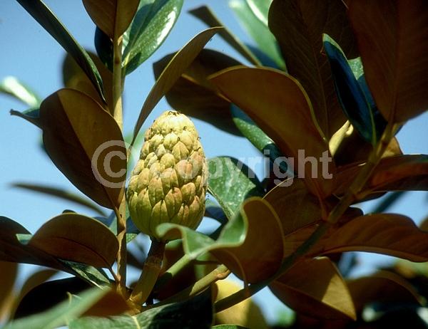 White blooms; Evergreen; Broadleaf; North American Native