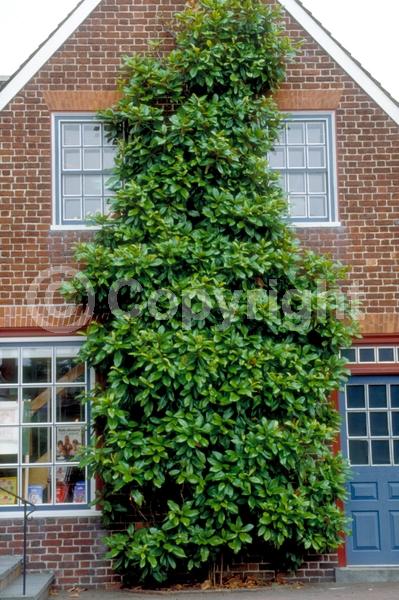 White blooms; Evergreen; Broadleaf; North American Native
