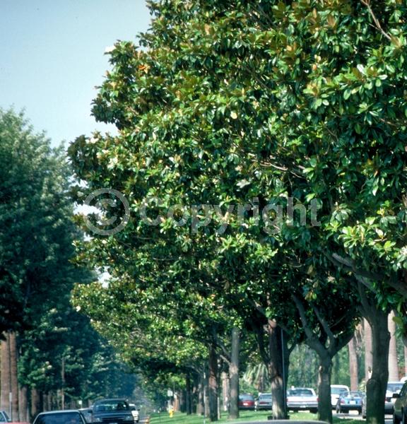White blooms; Evergreen; Broadleaf; North American Native