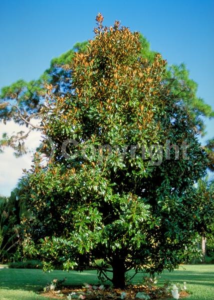 White blooms; Evergreen; Broadleaf; North American Native