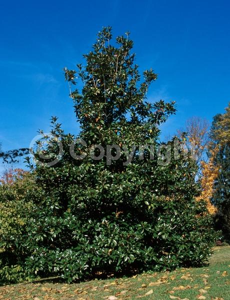 White blooms; Evergreen; Broadleaf