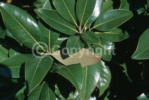 White blooms; Evergreen; Broadleaf