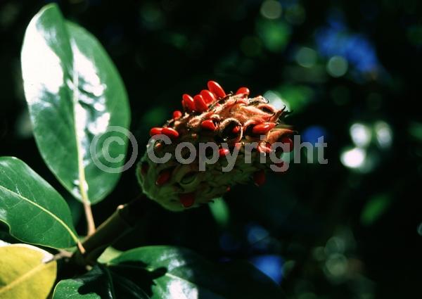 White blooms; Evergreen; Broadleaf; North American Native