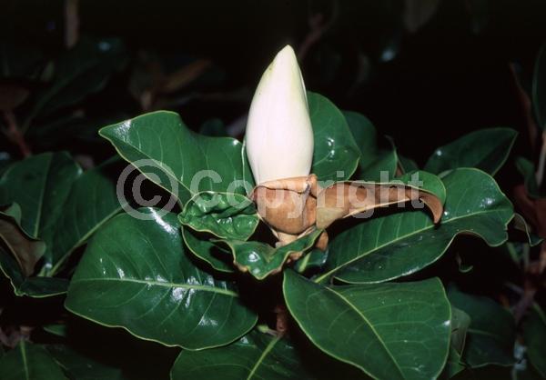 White blooms; Evergreen; Broadleaf; North American Native