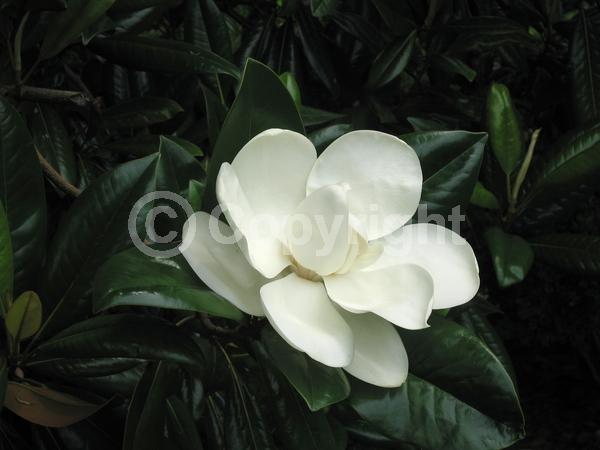 White blooms; Evergreen; Broadleaf; North American Native