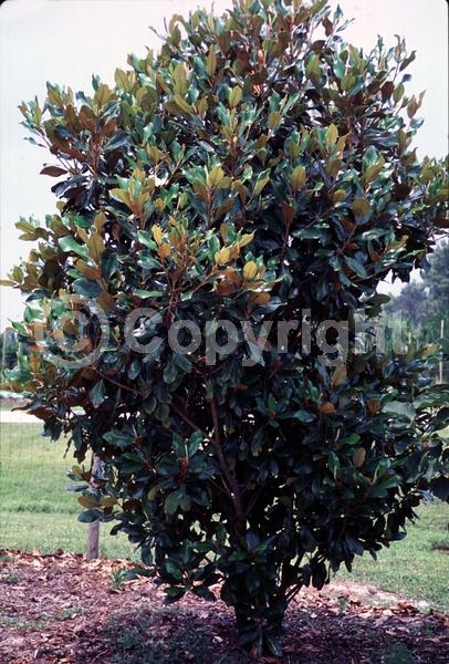 White blooms; Evergreen; Broadleaf