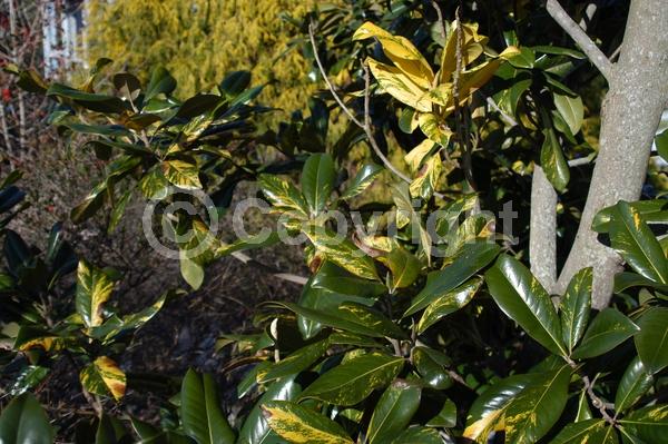 White blooms; Evergreen; Broadleaf; North American Native