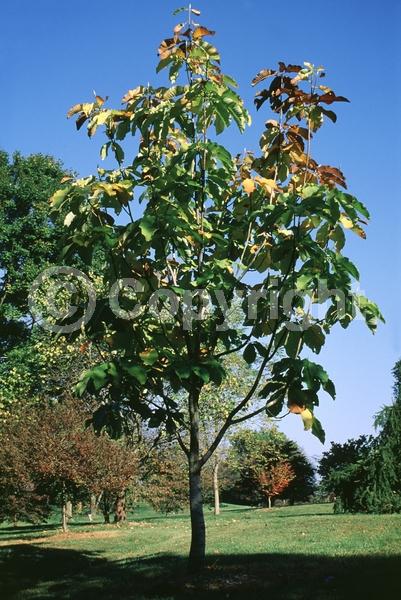 Yellow blooms; Deciduous; Broadleaf