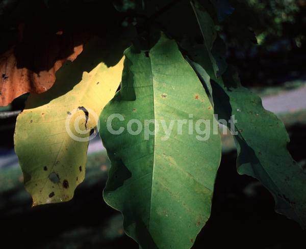 Yellow blooms; Deciduous; Broadleaf