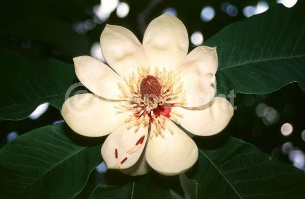 Yellow blooms; Deciduous; Broadleaf