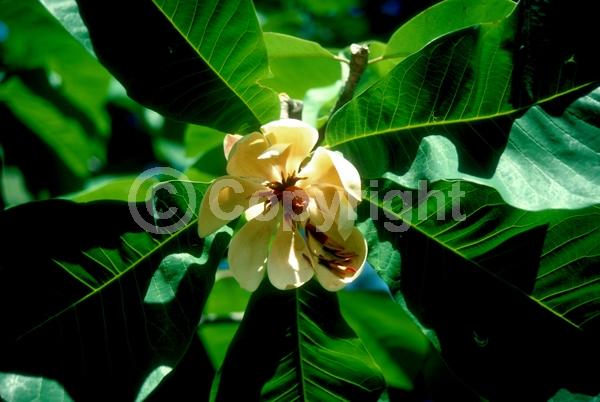 Yellow blooms; Deciduous; Broadleaf