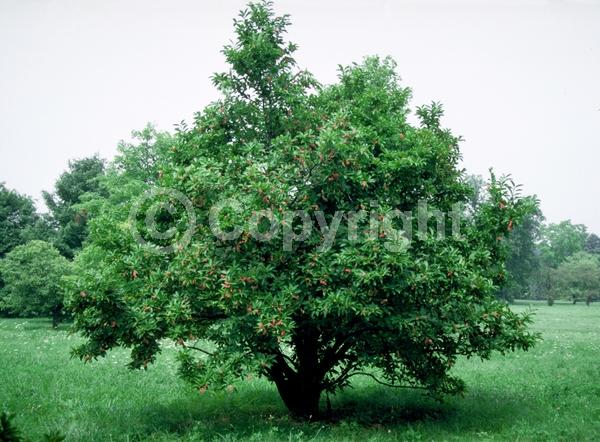 White blooms; Pink blooms; Deciduous; Broadleaf