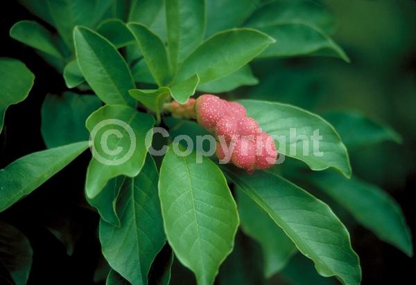 White blooms; Pink blooms; Deciduous; Broadleaf