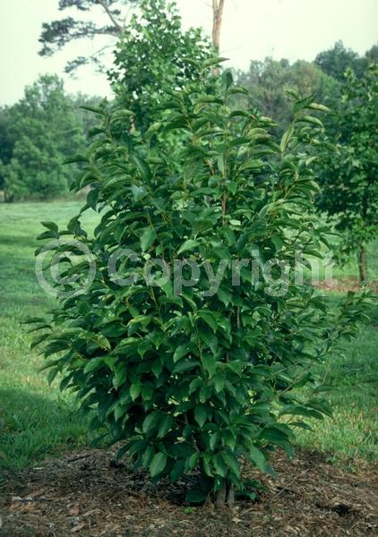 White blooms; Pink blooms; Deciduous; Broadleaf