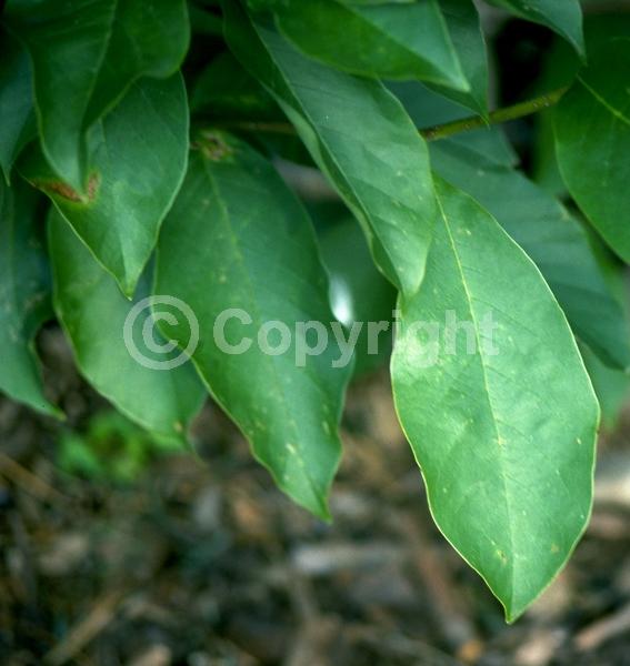 White blooms; Pink blooms; Deciduous; Broadleaf