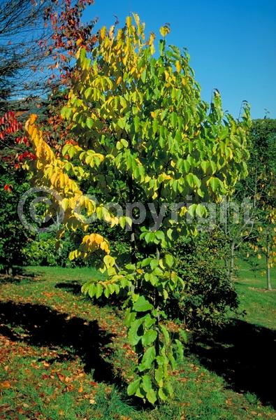 White blooms; Pink blooms; Deciduous; Broadleaf