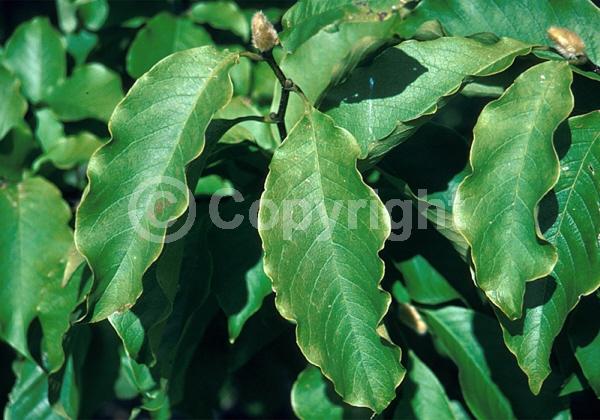 White blooms; Pink blooms; Deciduous; Broadleaf