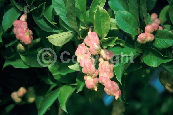 White blooms; Pink blooms; Deciduous; Broadleaf